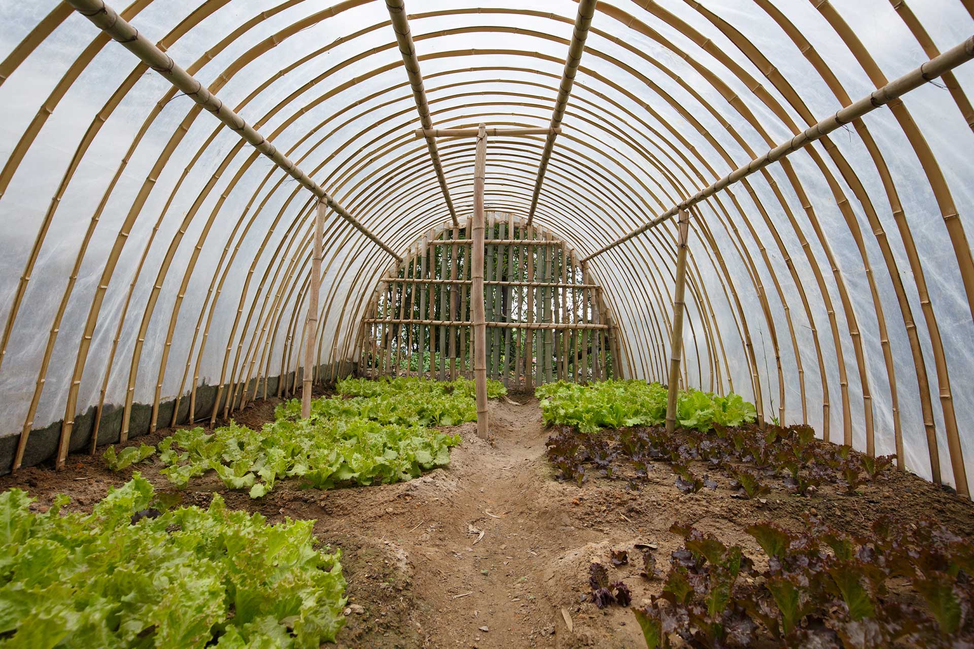 Lettuce Farming