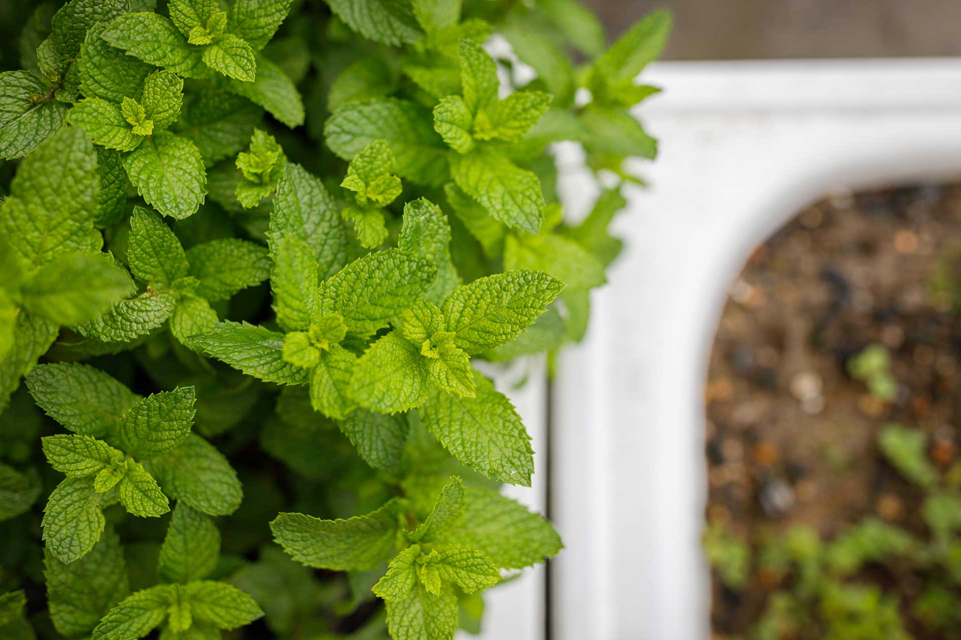 Herbs in discarded bathtubs