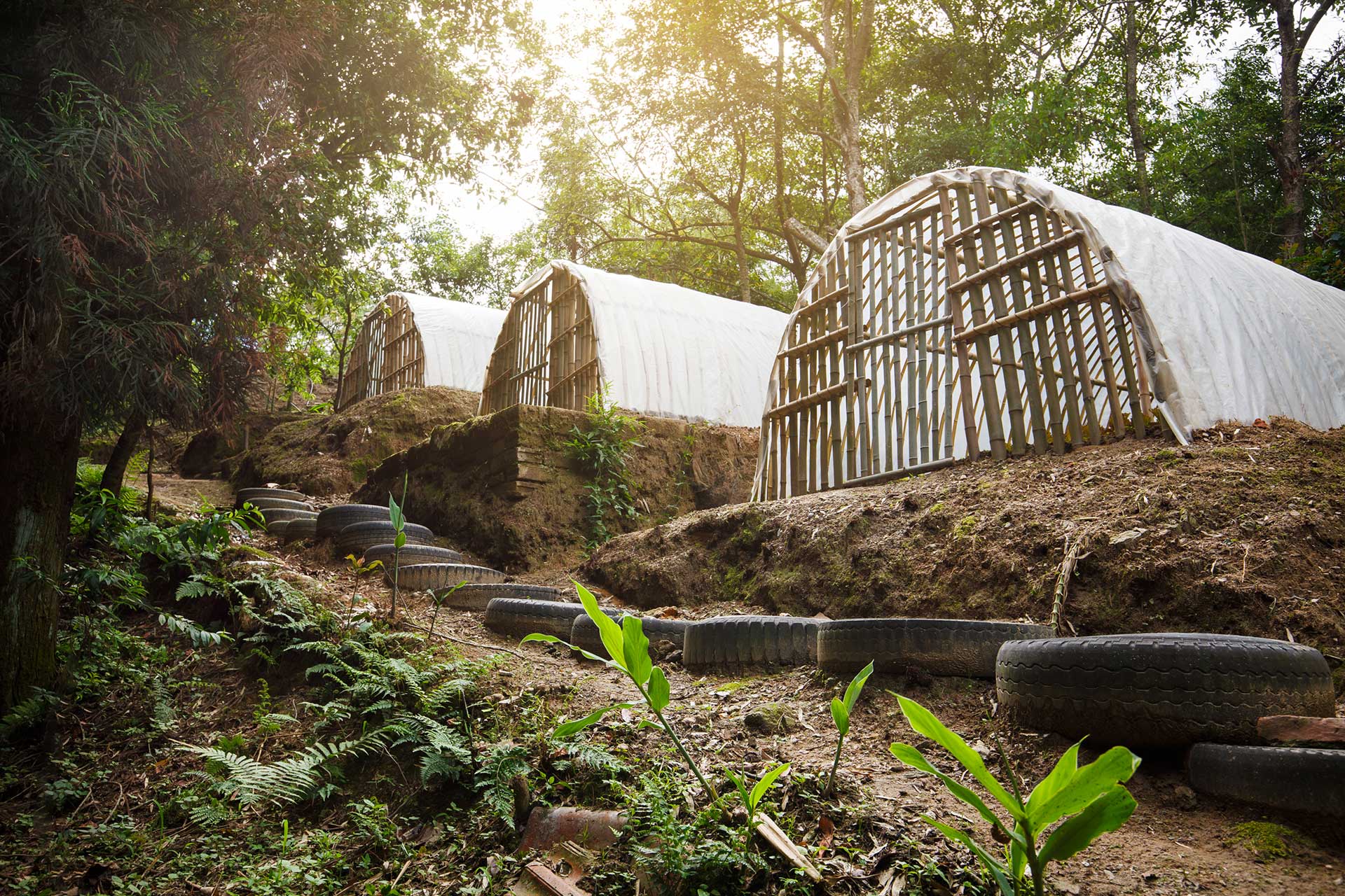 Local vegetables farming